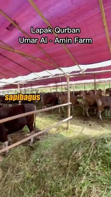 Lapak-Qurban-Umar-Al-Amin-Farm